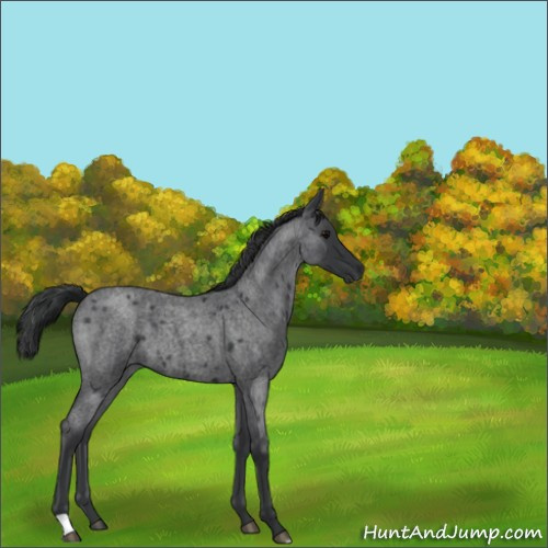 Horse Color:Blue Roan 