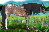 Horse Color:Bay Ice 