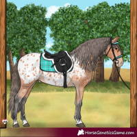Horse Color:Bay Appaloosa