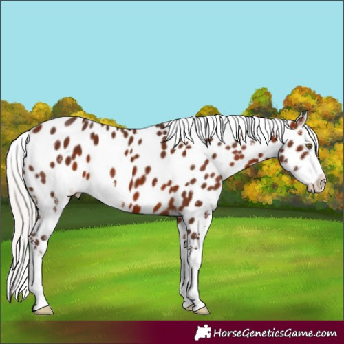 Horse Color:Silver Brown Sabino Appaloosa 
