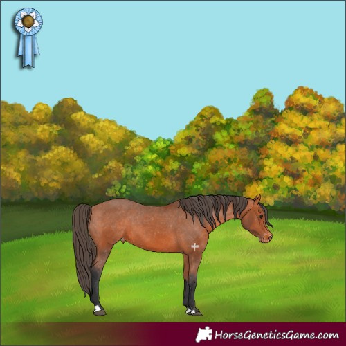 Horse Color:Bay Appaloosa 