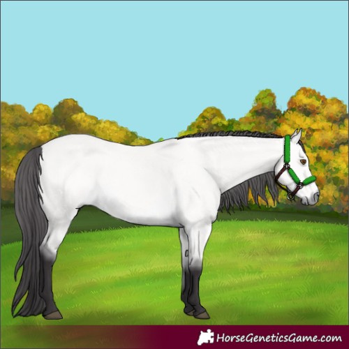 Horse Color:Platinum Buckskin Dun