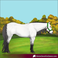 Horse Color:Platinum Buckskin Dun 