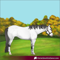 Horse Color:Platinum Buckskin Dun 
