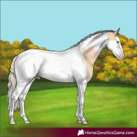 Horse Color:Gold Champagne Dun Splash Tobiano Frame 