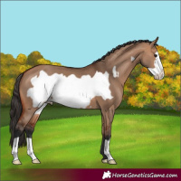 Horse Color:Bay Dun Frame 