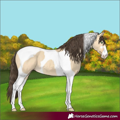 Horse Color:Amber Cream Champagne Dun Tobiano 