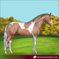 Horse Color:Silver Bay Tobiano Appaloosa 