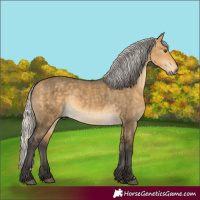Horse Color:Silver Buckskin Dun Rabicano 