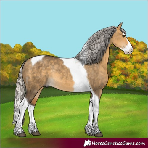 Horse Color:Silver Buckskin Dun Splash Tobiano Rabicano 