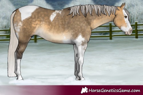 Horse Color:Silver Buckskin Dun Splash Tobiano 