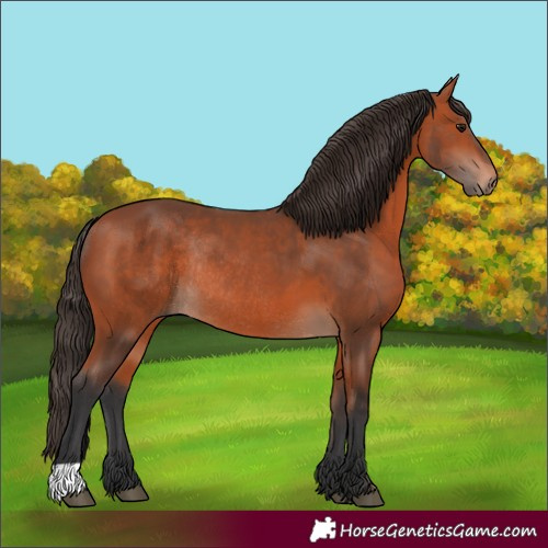 Horse Color:Bay Rabicano 