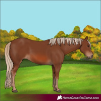 Horse Color:Chestnut 