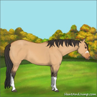 Horse Color:Bay Dun