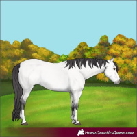 Horse Color:Platinum Buckskin Dun 