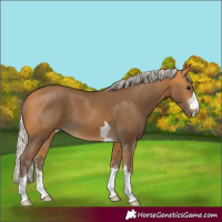 Horse Color:Silver Buckskin 