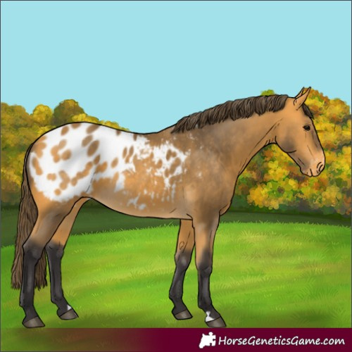 Horse Color:Buckskin Blanket 