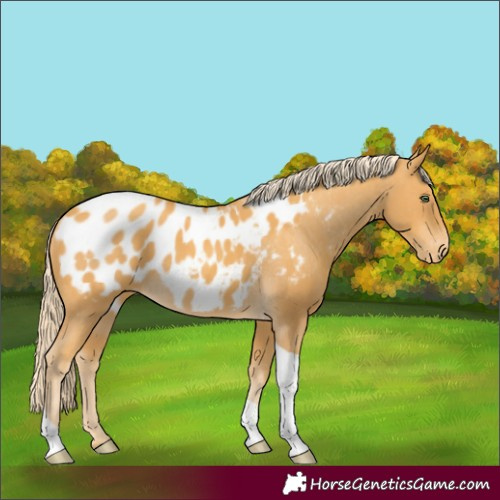 Horse Color:Gold Cream Champagne Tobiano Appaloosa 