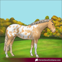 Horse Color:Gold Cream Champagne Tobiano Appaloosa 