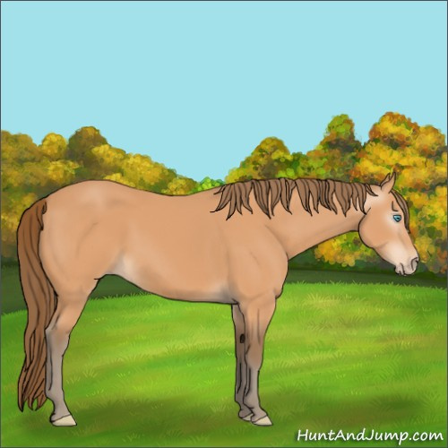 Horse Color:Gray Perlino 