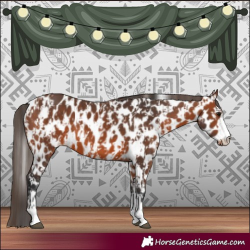 Horse Color:Bay Appaloosa  and Bay Appaloosa 