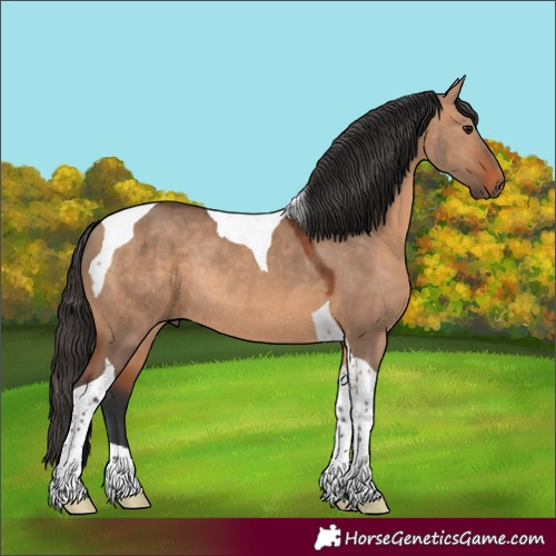 Horse Color:Bay Dun Tobiano Rabicano 