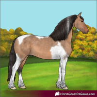 Horse Color:Bay Dun Tobiano 