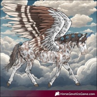 Horse Color:Black Sabino Splash Appaloosa  and Classic Champagne Sabino Splash Appaloosa 