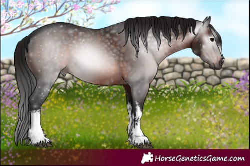 Horse Color:Gray White Spotted Bay