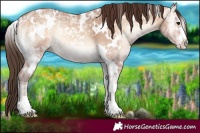 Horse Color:White Spotted Amber Champagne Ice Onyx 