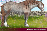 Horse Color:Brown Ice Pearl Onyx Varnish 