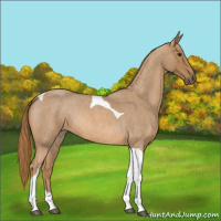 Horse Color:Red Roan Tobiano 