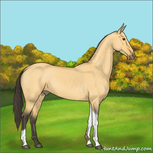 Horse Color:Buckskin Roan Dun Tobiano 