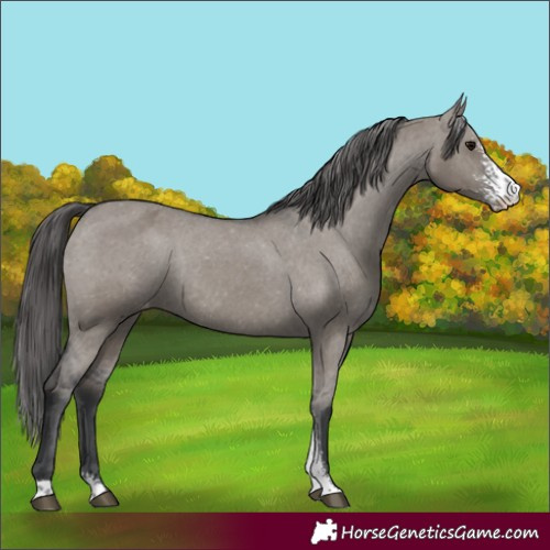 Horse Color:Grullo Sabino Appaloosa Rabicano 