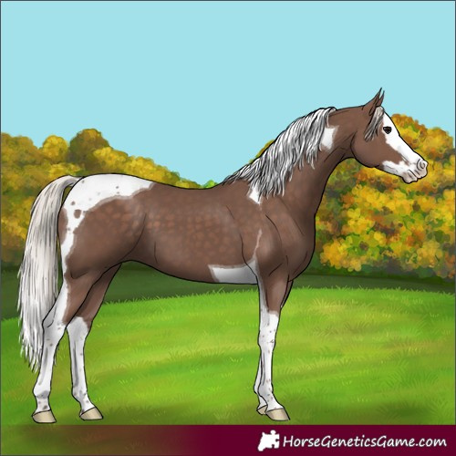 Horse Color:Silver Black Splash Tobiano 