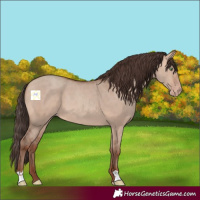 Horse Color:Amber Champagne Dun 