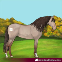 Horse Color:Amber Champagne Dun 