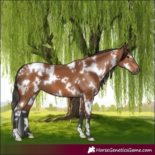 Horse Color:White Spotted Bay 