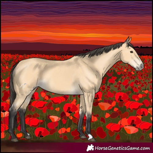 Horse Color:Buckskin 