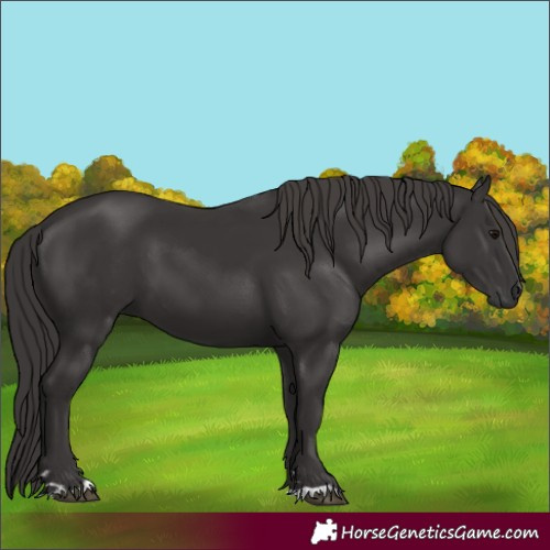 Horse Color:Smoky Black 