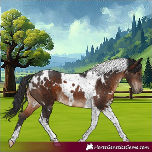 Horse Color:White Spotted Brown Tobiano