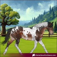 Horse Color:White Spotted Brown Tobiano 