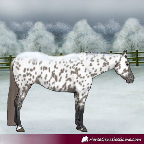 Horse Color:Grullo Appaloosa 
