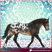 Horse Color:Gray Brown Sabino Appaloosa 