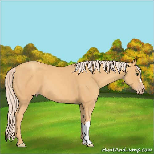 Horse Color:Gold Cream Champagne 