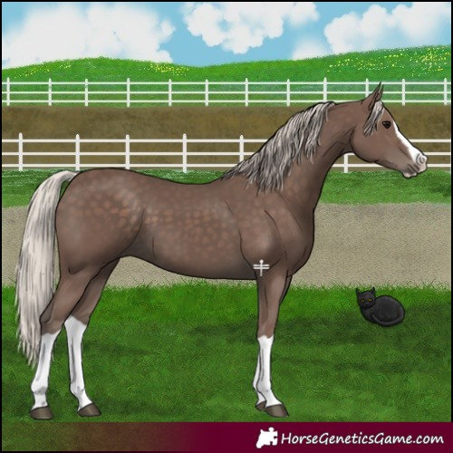 Horse Color:Silver Black Splash 