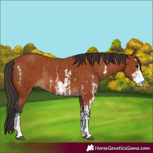 Horse Color:Bay Sabino Rabicano and Bay Sabino Rabicano