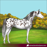 Horse Color:White Spotted Brown Splash Appaloosa