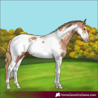 Horse Color:Chestnut Tobiano Frame