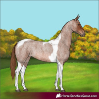 Horse Color:Red Roan Tobiano 